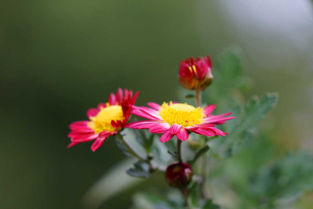 道端の小菊