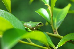 Tree frog on a sakaki leaf
