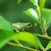 Tree frog on a sakaki leaf