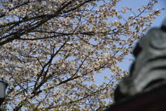 山桜と鬼瓦