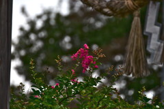 Crape myrtle