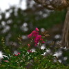 Crape myrtle