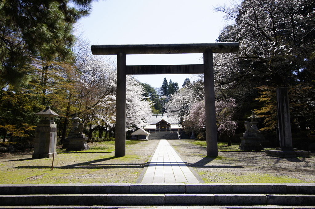 桜満開の岩手護國神社