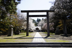 桜満開の岩手護國神社