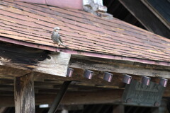 On the roof