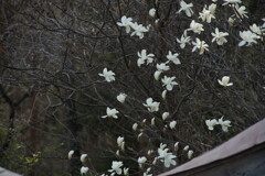 ハクモクレンの開花