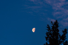 morning moon
