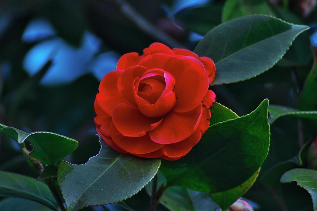 Red Camellia