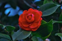 Red Camellia