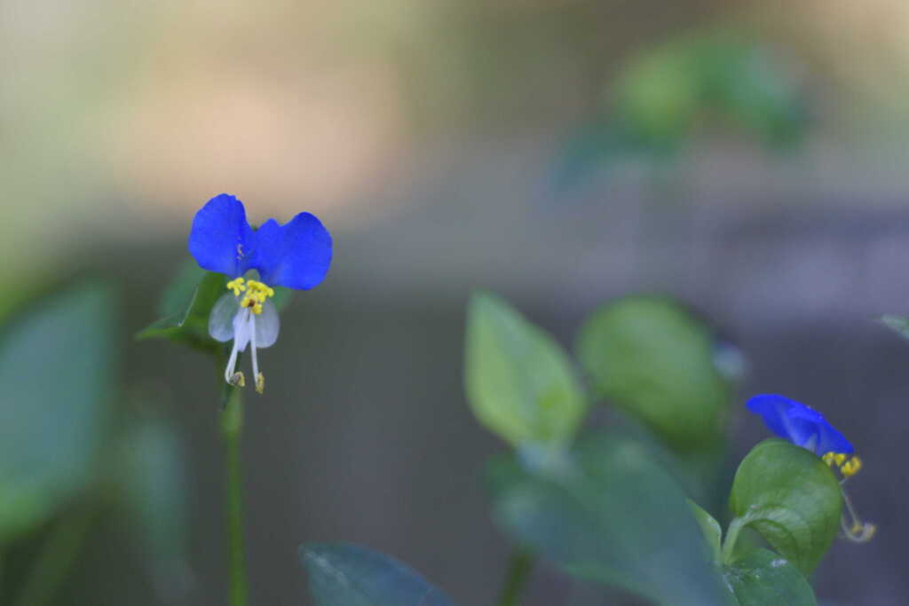 隅に咲く露草（つゆくさ）の花