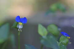 隅に咲く露草（つゆくさ）の花
