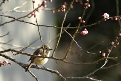Plum Blossom