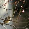 Plum Blossom