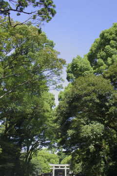 10月の代々木の杜