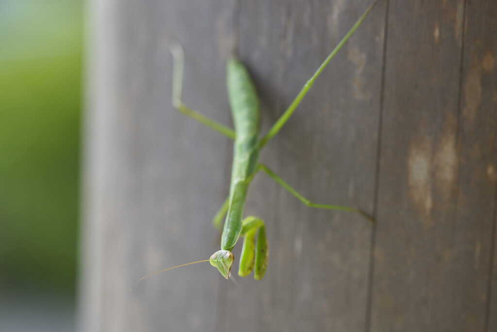 カマキリ