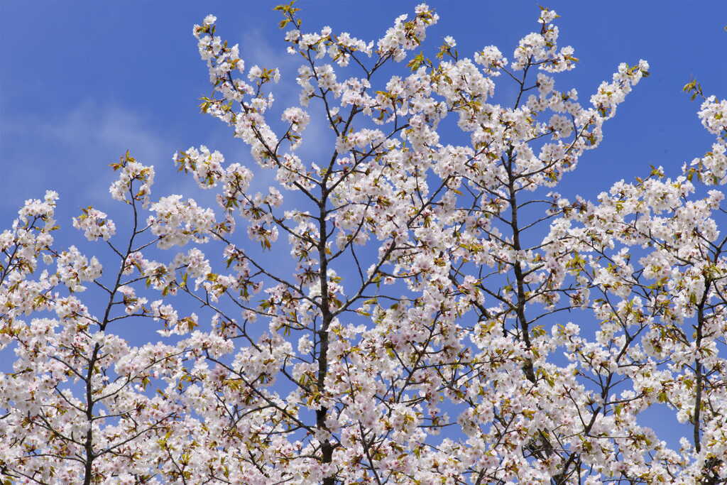 2024年の山桜