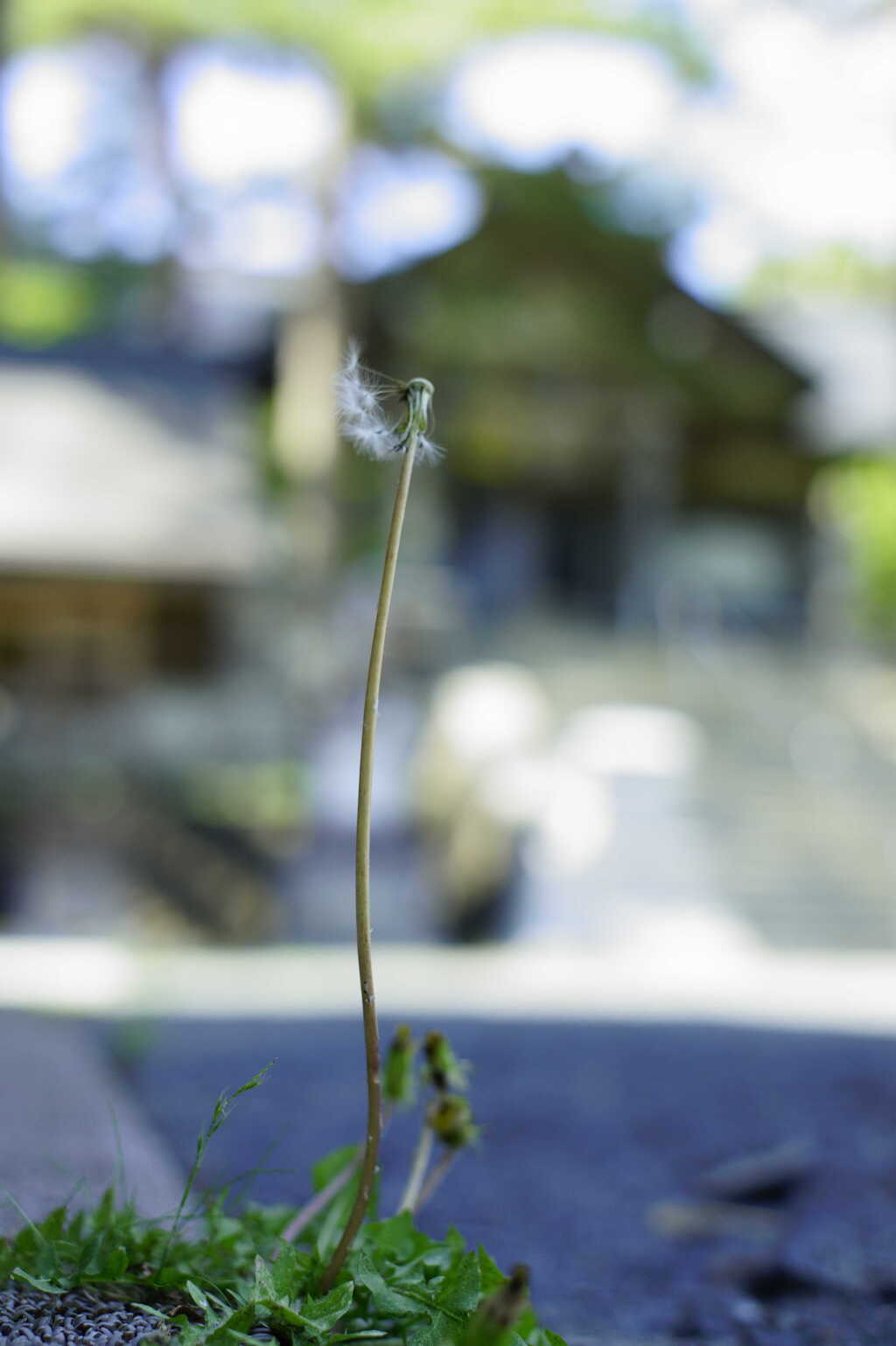 タンポポの綿毛