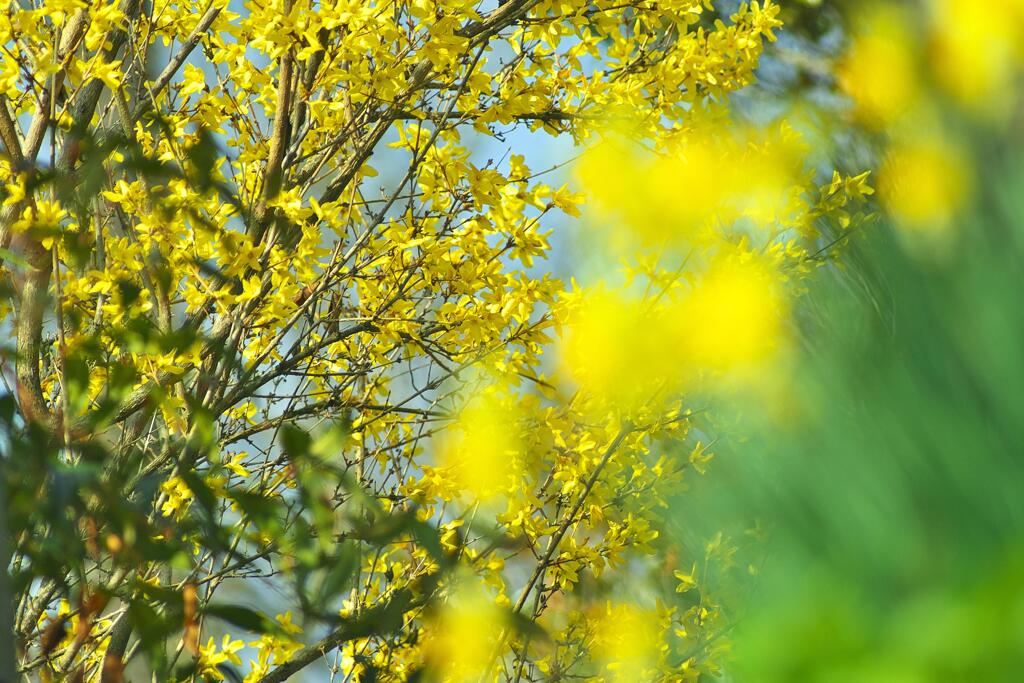 Spring Yellows