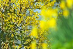 Spring Yellows