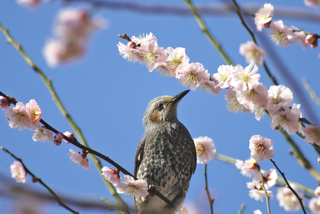 Full Bloom