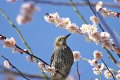 Full Bloom