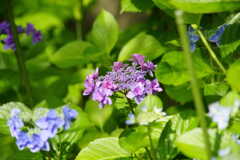 七月の紫陽花（アジサイ）
