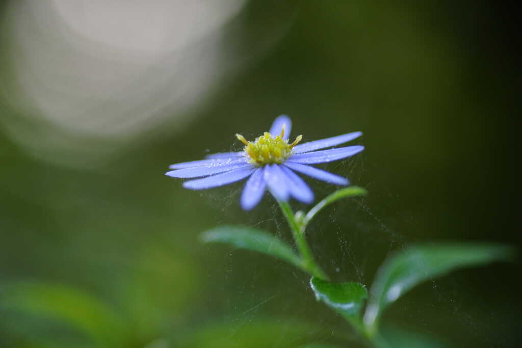 朝露の野紺菊（ノコンギク）