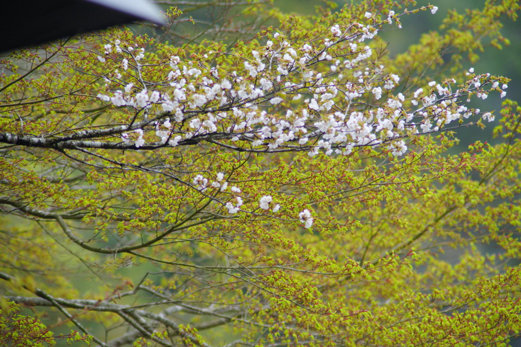 山桜と楓