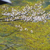 山桜と楓