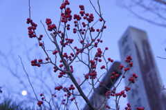 Morning moon and nandina