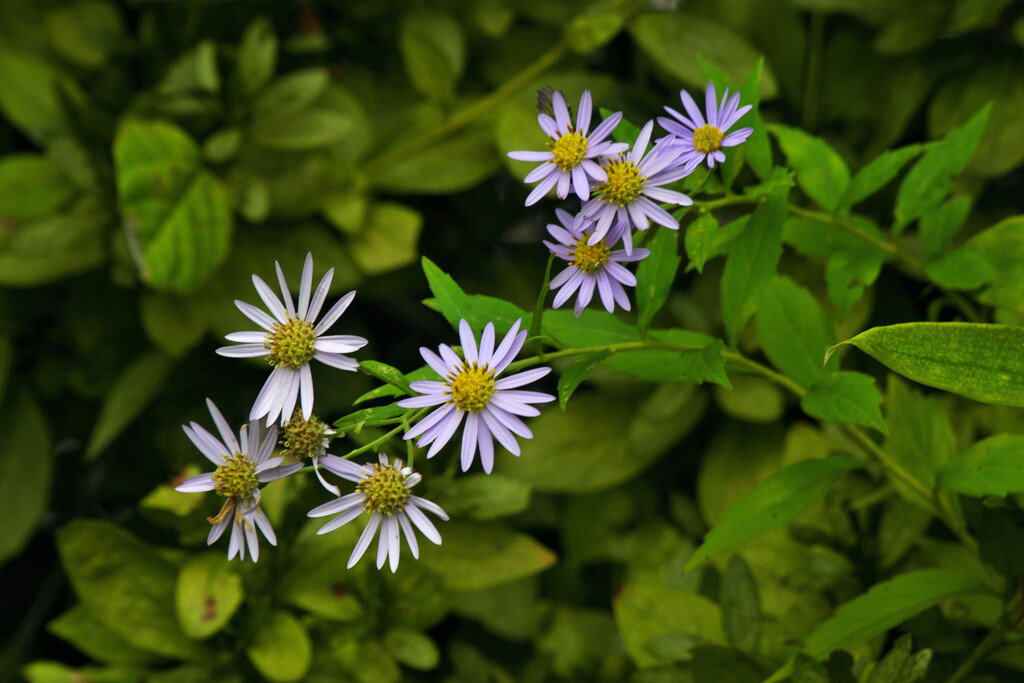 Wild Aster