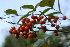 Nandina berries