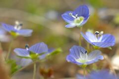 Dancing Flowers