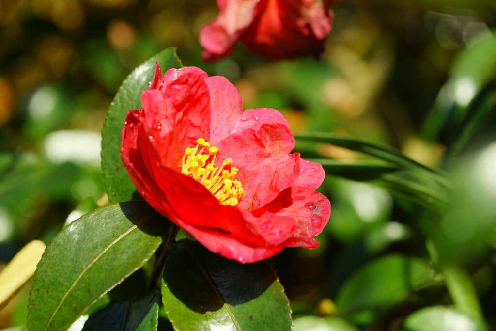 Morning dew on flowers