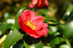 Morning dew on flowers