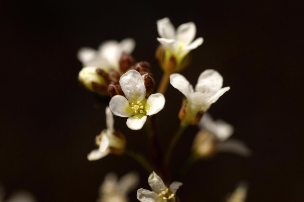 Little Spring