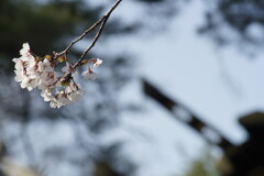 桜と千木