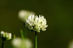 White Clover