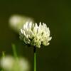 White Clover