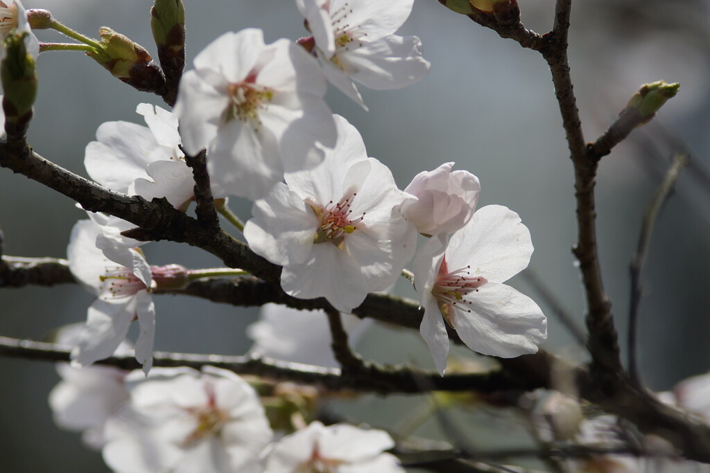 2024年の桜