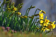 Facing the Sunshine