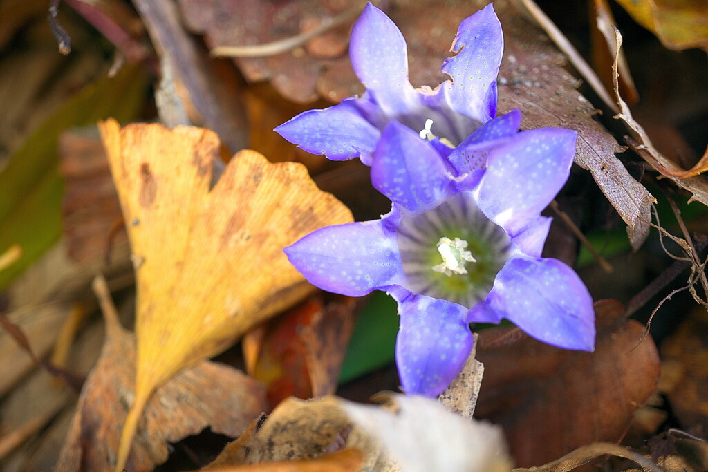 Hello, Gentian!