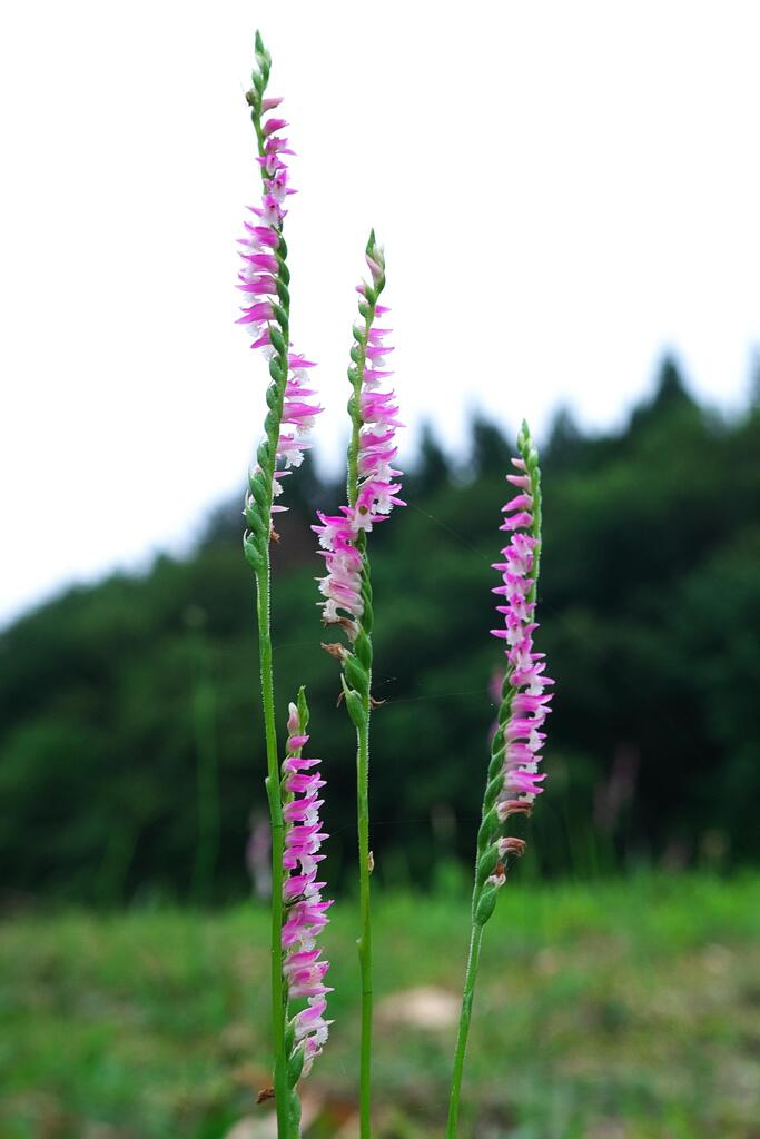 Nejibana