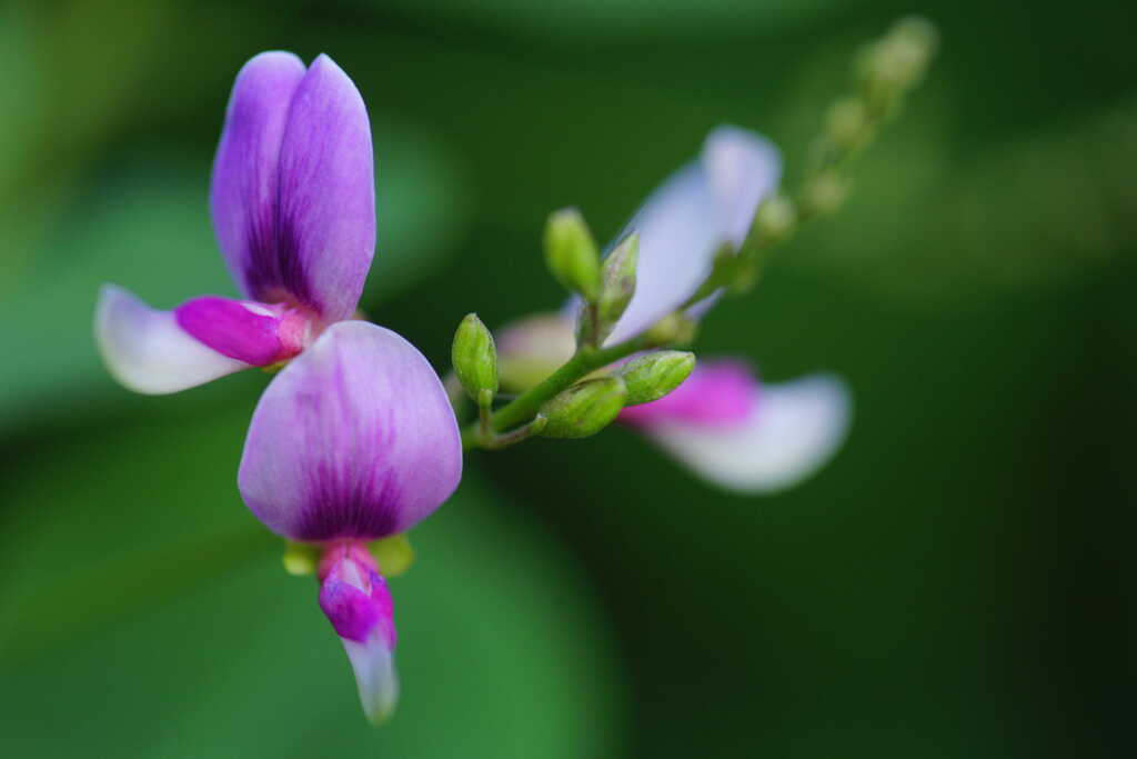 ハギ（萩）の花