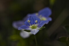 Flowers bloom