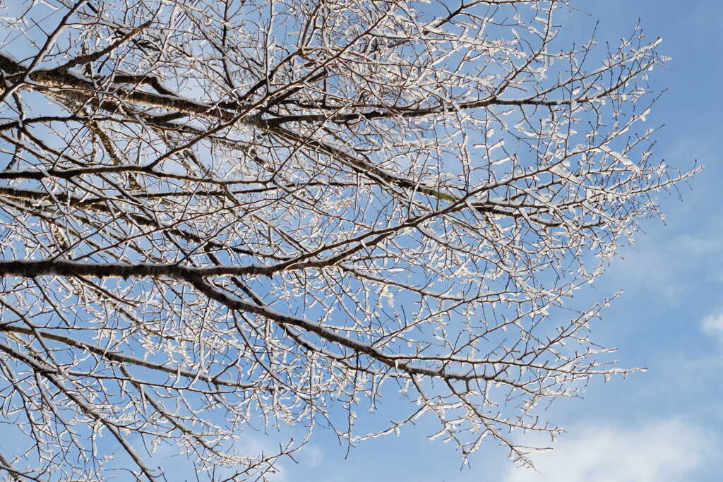 Snow-covered cherry tree