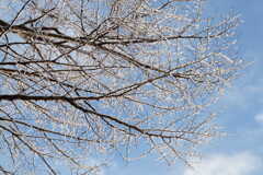 Snow-covered cherry tree