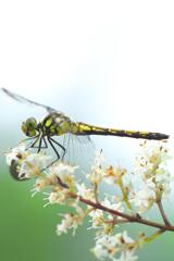 Dragonfly On Nezumimochi