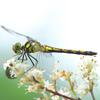 Dragonfly On Nezumimochi