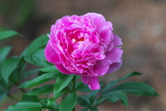 Pink Peony